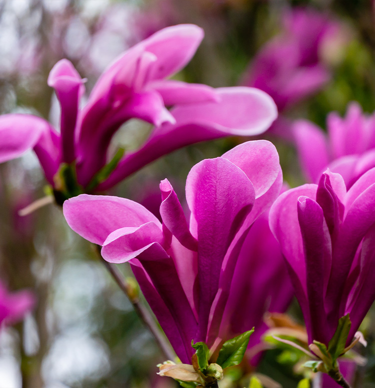 Магнолия Сьюзан